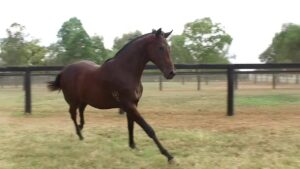 Yearlings playing in paddock