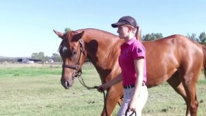 Handwalking the yearlings