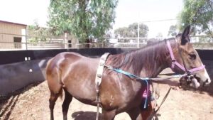Horses on the walker and lunging