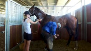 Shoeing the yearlings