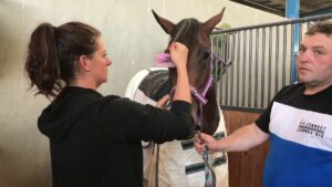 Manes pulled and ears clipped