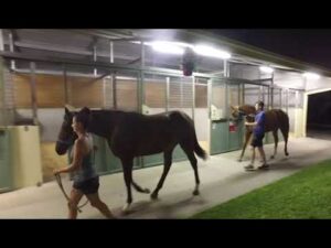 Yearlings arrive at the sale