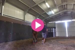 Tacking up the Yearlings