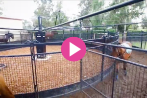 Yearlings on the Walker