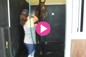 Hosing of Yearlings