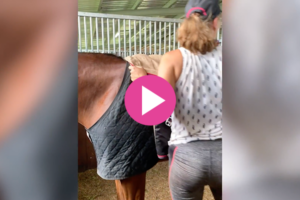 Rugging of Horses