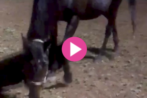 Foal is born