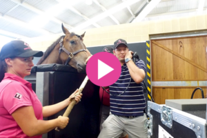 Yearling Preparation